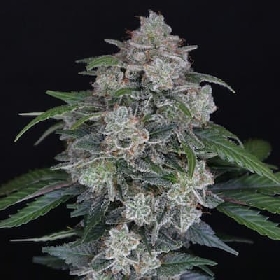 MAK OG Auto > Pure Instinto
